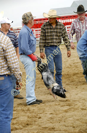pig2k30727_bd04095